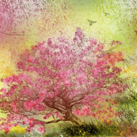 Nature Spring Blossom Trees Ipad Air Wallpapers Free Download