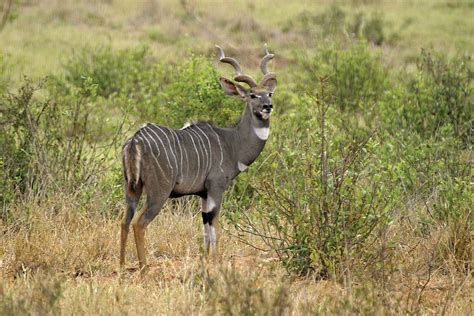 Lesser Kudu Mammal Britannica