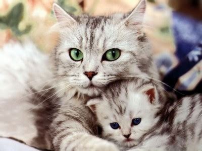 Download Cute Baby Animals And Their Mothers