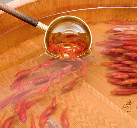 Pepes ikan ikan kembung ikan nila ikan tongkol ikan patin. "LiFe InSpiRaTioN": LuKiSaN IKaN 3 DiMeNSi YanG HeBaT