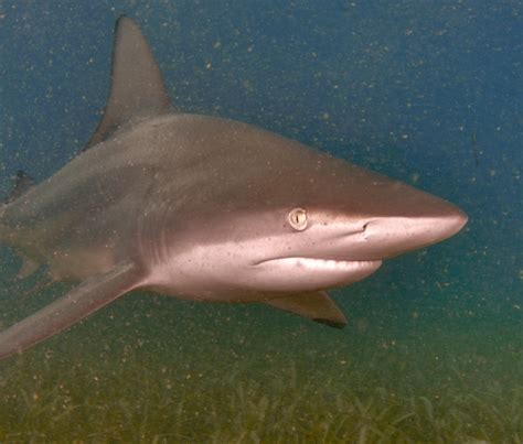 Blacktip Shark National Geographic