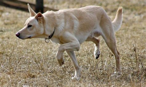 Dog Colours and Their Genes: Recessive Red (the "e" influence)