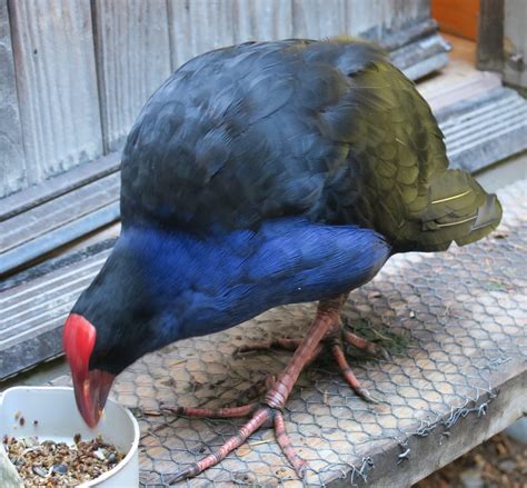 The Flightless Endemic Birds Of New Zealand Part 2 Chasing Dreams