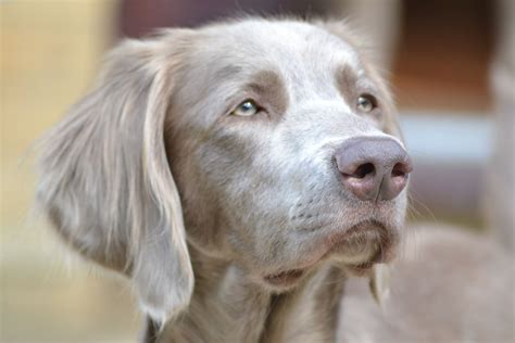 Their glistening shiny coats could make any owner proud. Weimaraner long hair | Long Haired Weimaraner | Pinterest ...