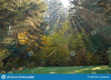 Sun Shining Through The Trees On A Path In A Golden Forest Landscape