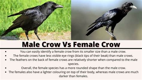 Female Crow Diet Habitat Behavior Difference And Facts