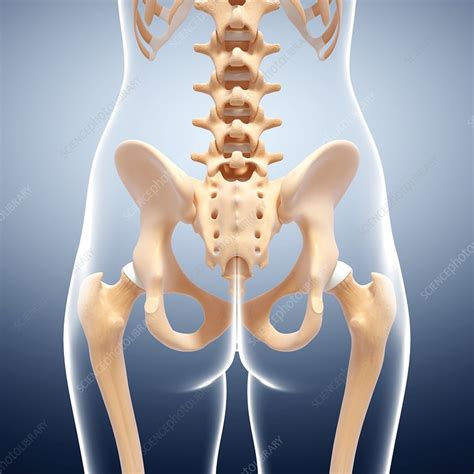 Human Pelvic Bones Artwork Stock Image F Science Photo