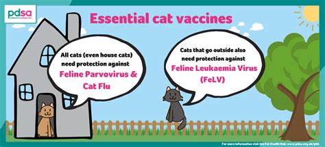 Cat And Kitten Vaccinations Pdsa
