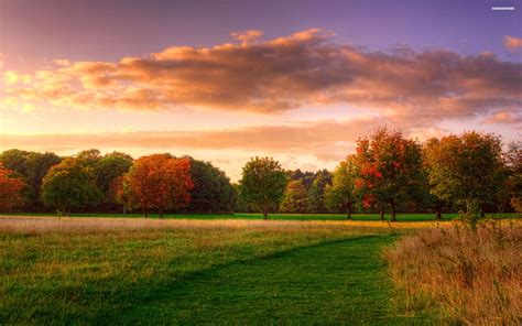 Free Photo Grass Field And Trees During Sunset Beautiful Light