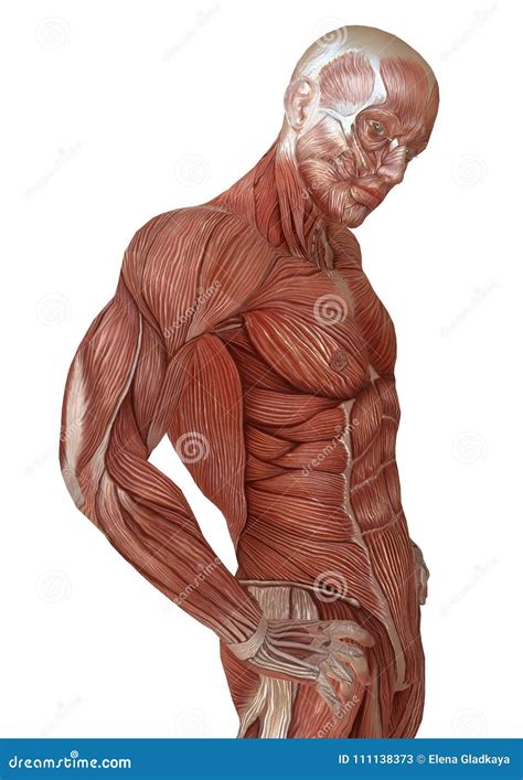 Corpo Maschio Senza Pelle Anatomia Ed Illustrazione Dei Muscoli D
