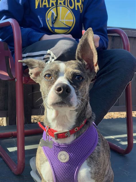 Dog Friendly Restaurants | Discover Southern Humboldt | Discover