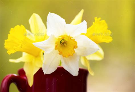 White And Yellow Easter Flowers Stock Photo By Elegant01 Photodune