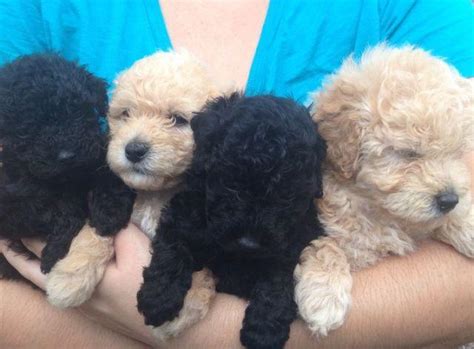 Toy Poodle Puppies 4 Boys 1 Tiny Boy For Sale In Fort Mccoy Florida