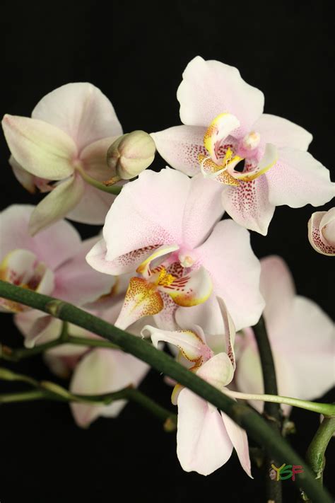 Phalaenopsis Hybrid Light Pink Phalaenopsis Orchid Photography Pink