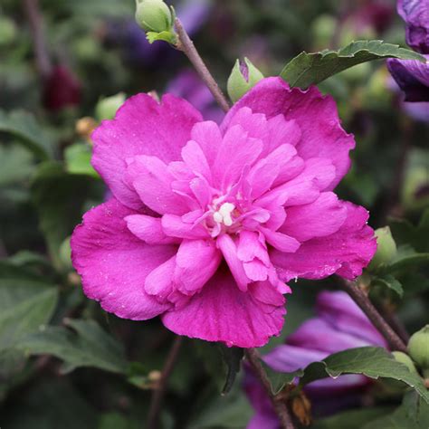 Raspberry Smoothie Rose Of Sharon Altheas For Sale