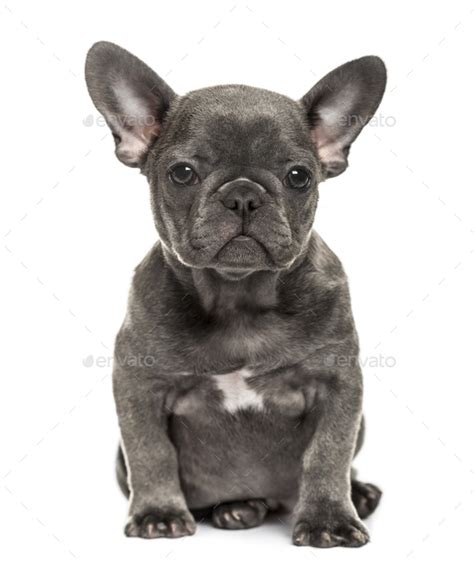 Hier marie waarschijnlijk bedoelde je deze. Grey french bulldog puppy sitting, isolated on white Stock ...