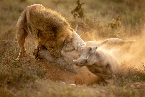 Lion Digs Up Burrow To Catch Warthog Africa Geographic