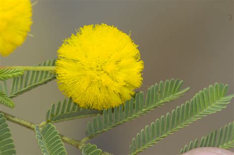 Acacia Nilotica Yellow Flower And Leaves Australian Wildflowers