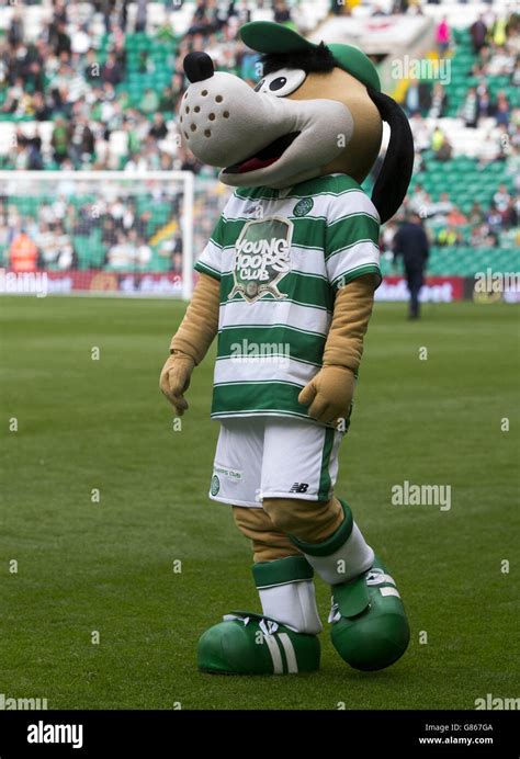 Celtic Park Celtic Mascot Hoopy The Huddle Hound Hi Res Stock