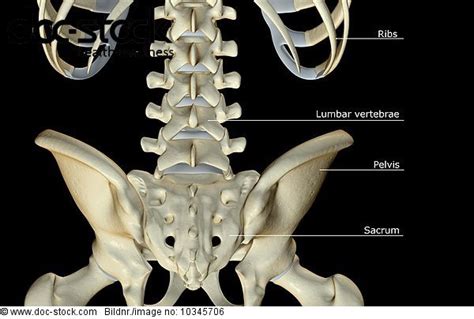 The vertebral column houses the spinal canal, a cavity that en. A posterior view of the bones of the lower back. - Royalty Free Image - doc-stock Bildagentur ...