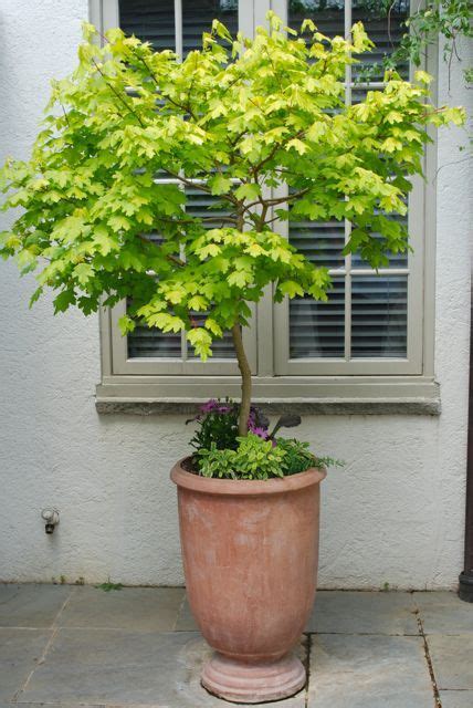 Best Small Trees For Pots