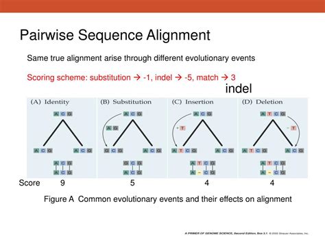 Ppt Pairwise Sequence Alignment Powerpoint Presentation Free