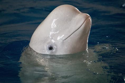 Beluga Whales Get Ready For Iceland Sanctuary Discover Animals