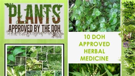 Download 10 Herbal Plants Approved By Doh And Their Uses And Preparation Philippine Herbal