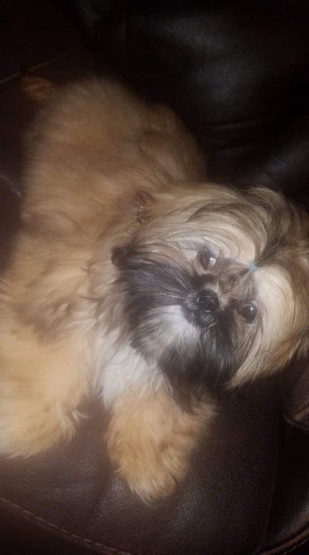 Shih Tzu Puppy For Sale In Rochester New York