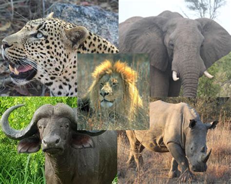 The Big Five Go Safari