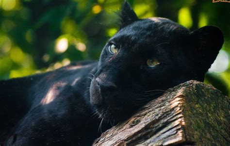 Manche automobile raubkatze kommt also auf samtpfoten daher, andere sind doch der puma ist nur dem aussehen nach ein echtes raubtier. Welche Raubkatze bist du?