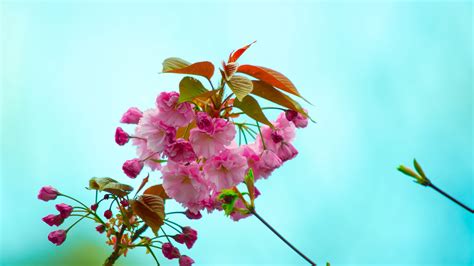 Download Wallpaper 3840x2160 Flowers Pink Flowering Branch Flora