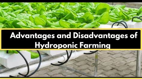 Pros And Cons Of Hydroponic Farming Pis