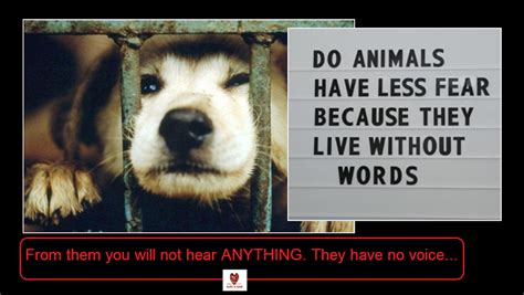 Be their voice. | Animals, Puppies, Funny