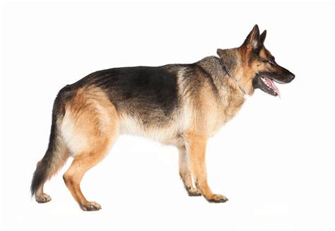 German Shepherd Stock Photos Pictures And Royalty Free Images Istock