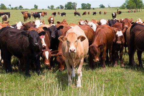Grazing Cattle And Climate Change Climate