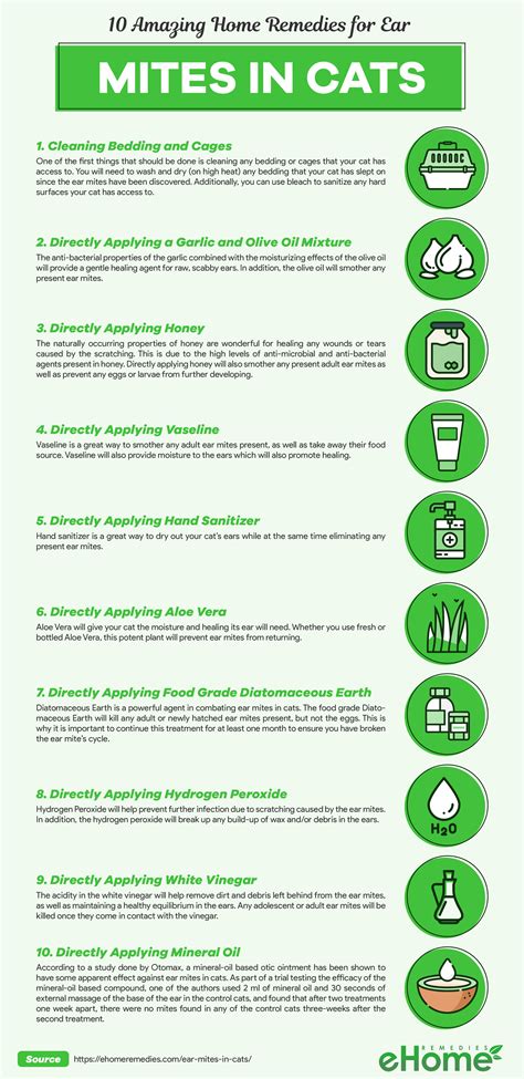Home remedy for ear mites in cats by livealittlelonger. 12 Amazing Home Remedies for Ear Mites in Cats - eHome ...
