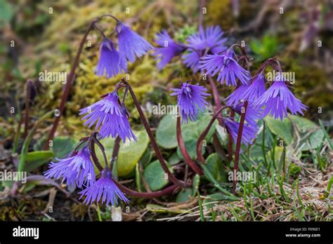Blue Moonwort Soldanella Alpina Hi Res Stock Photography And Images Alamy
