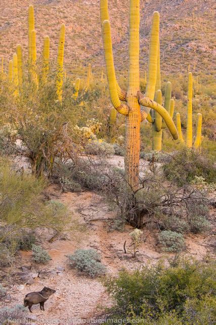 Sonoran Desert Photos Photos By Ron Niebrugge