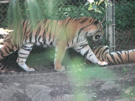 Pics from the zoo - Animals Photo (1674875) - Fanpop