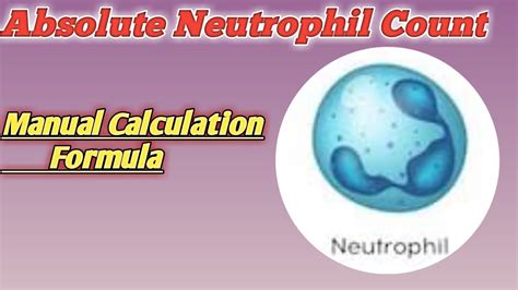 Absolute Neutrophil Count Formula Absolute Neutrophil Manual Count