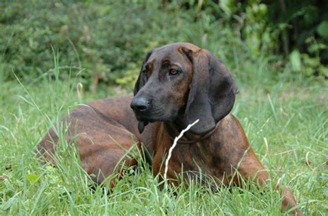 Hanover Hound Dog Breed Information Images Characteristics Health