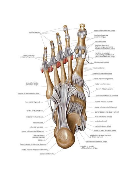 Foot Joints Anatomy Anatomy Drawing Diagram