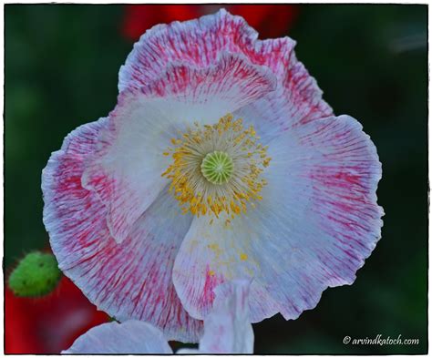 Center Of A Beautiful White Flower With Red Lines At Border