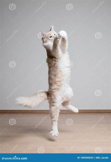 Playing Cat Jumping Up In The Air Stock Photo Image Of Motion