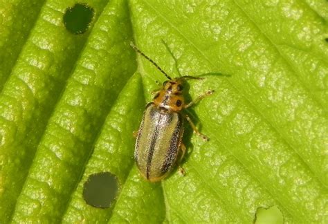 Plaga type 2, plaga type 3, and plaga type 4. La plaga de escarabajos está acabando con los olmos de ...
