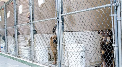 Chicago Shelter Runs Out Of Adoptable Animals For First Time Ever Amid