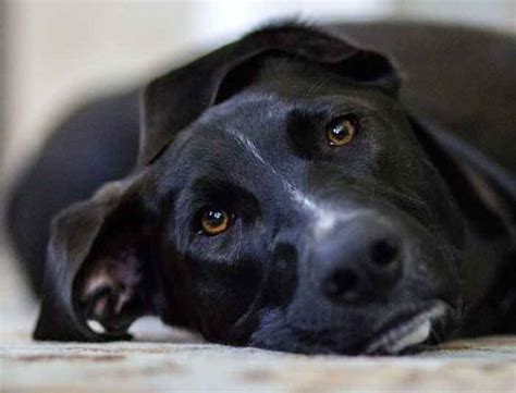 aider un chien à faire son deuil nos conseils