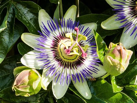 How To Prune Passion Flowers Passiflora Thompson And Morgan