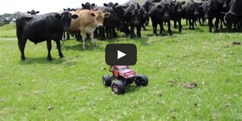Camel joe camel сигареты фалос удалённое. RC Roundup! Rawhide! Herding cows with RC car